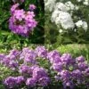 Collection 3 Phlox Paniculata 2 Collection 3 Phlox Paniculata -Plantes De Jardin Boutique Collection 3 Phlox paniculata 82430 1