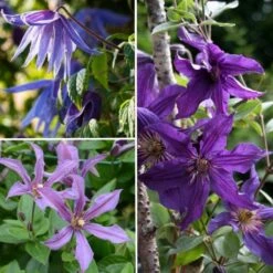 Collection Clématites Résistantes Tons Bleu-violet