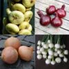Collection 4 Oignons Colorés 1 Collection 4 Oignons Colorés -Plantes De Jardin Boutique Collection 4 oignons colores 70068 1