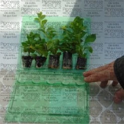 Collection 5 Pétunias Surfinias Doubles 5 Collection 5 Pétunias Surfinias Doubles -Plantes De Jardin Boutique Collection 5 Petunias Surfinias doubles 491317 T 2