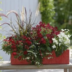 Collection Jardinière Rouge - 5 Variétés D'annuelles