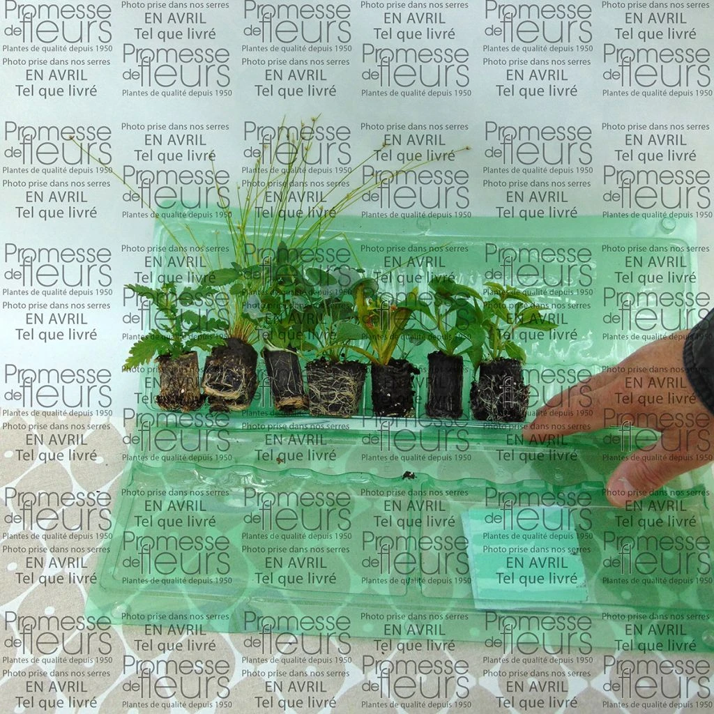 Collection Jardinière Blanche - 7 Variétés D'annuelles 4 Collection Jardinière Blanche - 7 Variétés D'annuelles – Image 2