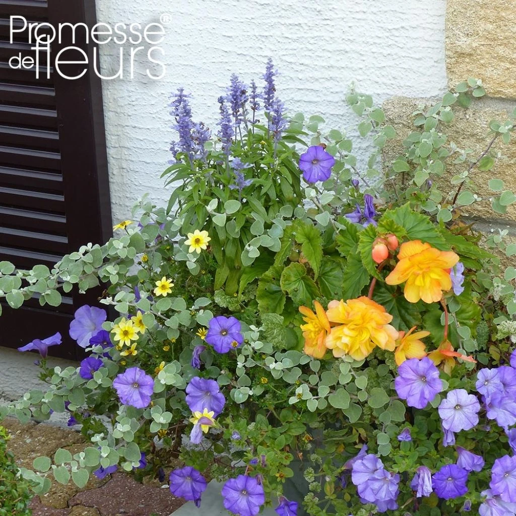 Collection Jardinière Ocre-Bleu - 5 Annuelles à Floraisons Bleues Et Ocres 3 Collection Jardinière Ocre-Bleu - 5 Annuelles à Floraisons Bleues Et Ocres