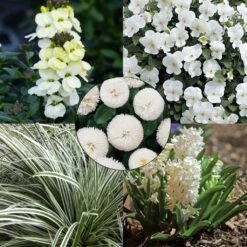 Collection Printemps Blanc Ivoire -Plantes De Jardin Boutique Collection Printemps blanc ivoire 82585 1