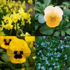 Collection Printemps Bleu Et Jaune 7 Collection Printemps Bleu Et Jaune -Plantes De Jardin Boutique Collection Printemps bleu et jaune 82588 1