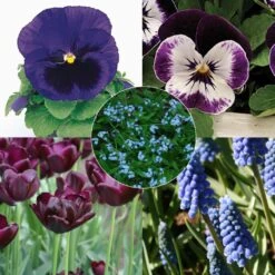 Collection Printemps Bleu Nuit 7 Collection Printemps Bleu Nuit -Plantes De Jardin Boutique Collection Printemps bleu nuit 82586 1