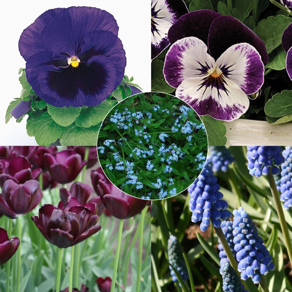 Collection Printemps Bleu Nuit 5 Collection Printemps Bleu Nuit – Image 3