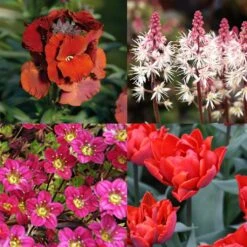 Collection Printemps Rouge Passion 7 Collection Printemps Rouge Passion -Plantes De Jardin Boutique Collection Printemps rouge passion 82587 1