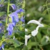 Collection Sauges Exotiques Blanc/ Bleu -Plantes De Jardin Boutique Collection Salvia patens 89625 1