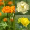 Collection Trollius 2 Collection Trollius -Plantes De Jardin Boutique Collection Trollius 21022 1