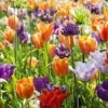 Collection Tulipes Orange-Violet -Plantes De Jardin Boutique Collection Tulipes Orange Violet 85528 1