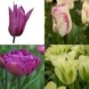 Collection Tulipes Bucoliques -Plantes De Jardin Boutique Collection Tulipes bucoliques 82445 1