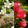 Collection Weigelas Nains -Plantes De Jardin Boutique Collection Weigelas nains blanc rose et rouge copyright plantipp 19392 1