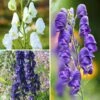 Collections Aconits Bleus Et Blanc -Plantes De Jardin Boutique Collection aconits blancs et bleus 19405 1