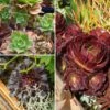 Collection Aeoniums -Plantes De Jardin Boutique Collection aeoniums 22790 1