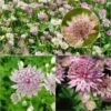 Collection De 3 Astrances Roses - Astrantia Major -Plantes De Jardin Boutique Collection de 3 astrances roses 85653 1