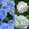 Collection 3 Hortensias Macrophylla 2 Collection 3 Hortensias Macrophylla -Plantes De Jardin Boutique Collection de 3 hortensias macrophylla 80591 1