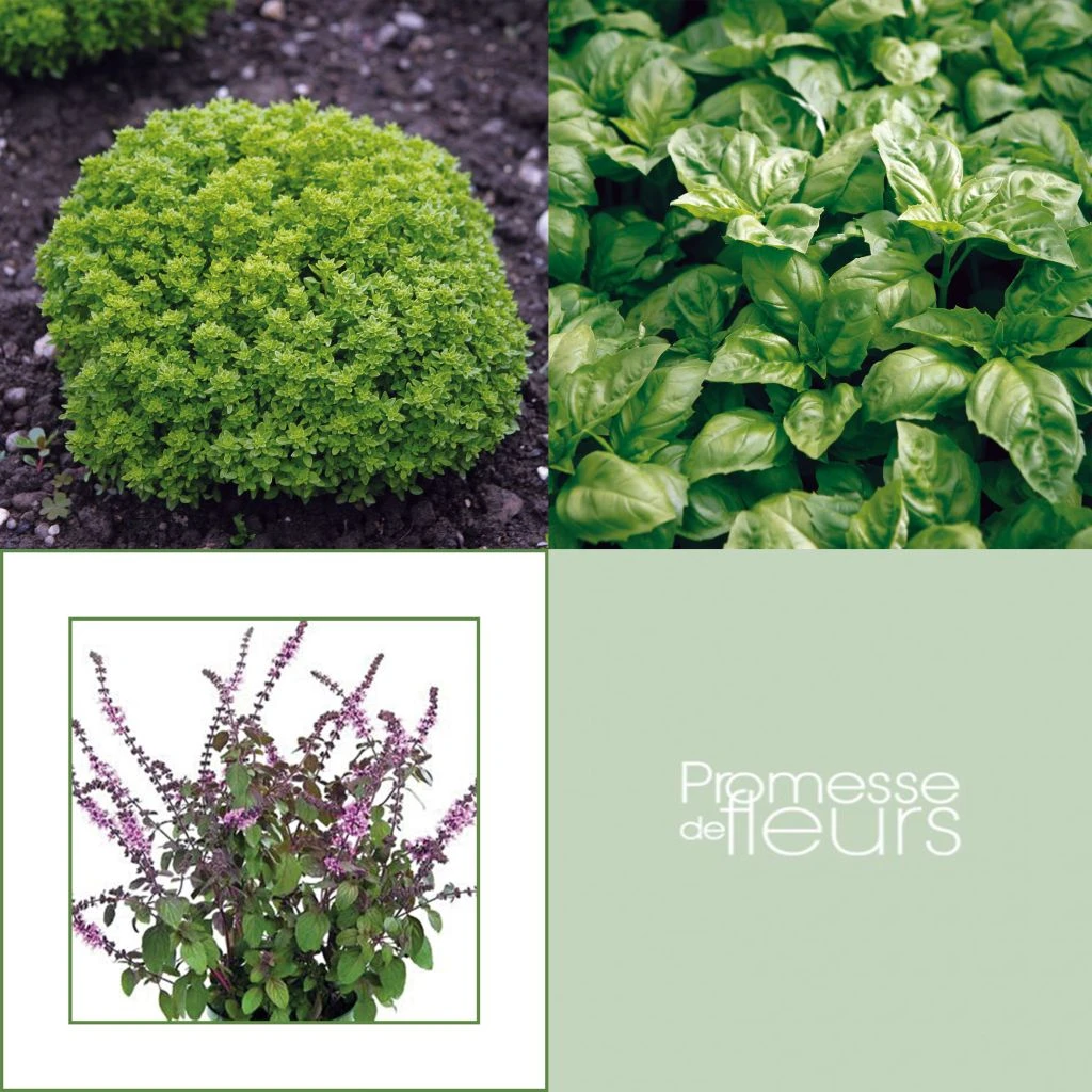 Collection De 5 Basilics En Plants 3 Collection De 5 Basilics En Plants