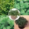 Collection De 5 Menthes En Plants -Plantes De Jardin Boutique Collection de 5 menthes Bio en plants 4042 1