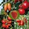Collection De 5 Tomates En Plants GREFFES -Plantes De Jardin Boutique Collection de 5 tomates en plants greffes 4046 1