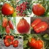 Collection De 8 Tomates De Formes Variées -Plantes De Jardin Boutique Collection de 8 tomates de formes variees 70039 1