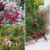 Collection De Fuchsias Arbustifs Rustiques -Plantes De Jardin Boutique Collection fuchsias arbustifs rustiques 211010 1