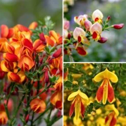 Collection Genets à Balais - Cytisus Scoparius