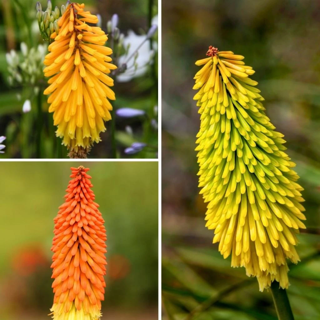 Collection Kniphofias 3 Collection Kniphofias