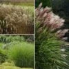 Collection Miscanthus -Plantes De Jardin Boutique Collection miscanthus 22786 1