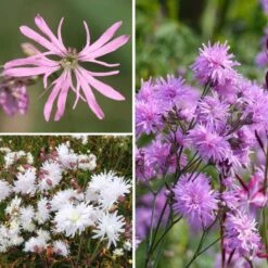 Collection Oeillets Des Prés