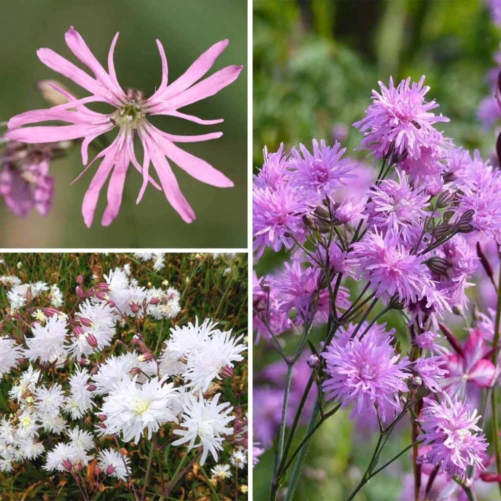 Collection Oeillets Des Prés 3 Collection Oeillets Des Prés