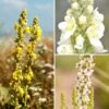 Collection Verbascum Sauvages - Molènes 1 Collection Verbascum Sauvages - Molènes -Plantes De Jardin Boutique Collection verbascum sauvages 21024 1