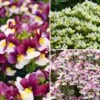 Collection Nemesia 2 Collection Nemesia -Plantes De Jardin Boutique Collection Nemesia 21079 1 1