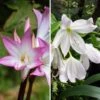 Duo Amaryllis Belladonna -Plantes De Jardin Boutique Duo Amaryllis belladonna 210310 1
