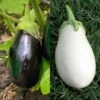 Collection Duo De 2 Aubergines Plants GREFFES -Plantes De Jardin Boutique Duo Aubergines 89681 1