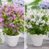 Duo Lilas Nains -Plantes De Jardin Boutique Duo Lilas nains copyright 19447 1