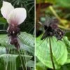 Duo Taccas - Fleurs Chauve-souris 1 Duo Taccas - Fleurs Chauve-souris -Plantes De Jardin Boutique Duo Taccas 21049 1