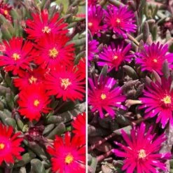 Duo Delospermas à Feuillages Colorés Desert Dancers