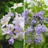 Duo Solanum Jasminoides - Faux-jasmin -Plantes De Jardin Boutique Duo Solanum jasminoides 21062 1