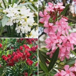 Kit Haie Lauriers Roses 5m