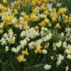 Collection De 45 Mini Narcisses -Plantes De Jardin Boutique Melange Mini Narcisse 58655 1