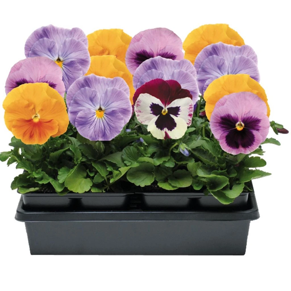 Collection De 5 Pensées Matrix Épices Mix Mini-mottes 4 Collection De 5 Pensées Matrix Épices Mix Mini-mottes – Image 2