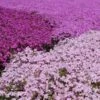 Collection Phlox Mousse 1 Collection Phlox Mousse -Plantes De Jardin Boutique Phlox subulata en melange ld ajari 9669 1