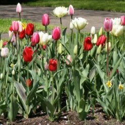 Devant -Plantes De Jardin Boutique Tulipe Harmonie Lollipops 62904 2