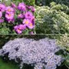 Collection 3 Asters Nains -Plantes De Jardin Boutique collection 3 asters nains 16208 1
