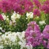 Collection De 3 Phlox Paniculata -Plantes De Jardin Boutique collection 3 phlox istock 000004141576large 7617 1