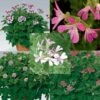Collection De 5 Géraniums Parfumés 1 Collection De 5 Géraniums Parfumés -Plantes De Jardin Boutique collection 5 geraniums parfumes 491306 1