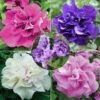 Collection 5 Pétunias Surfinias Doubles -Plantes De Jardin Boutique collection 5 petunias surfinias doubles 491317 1