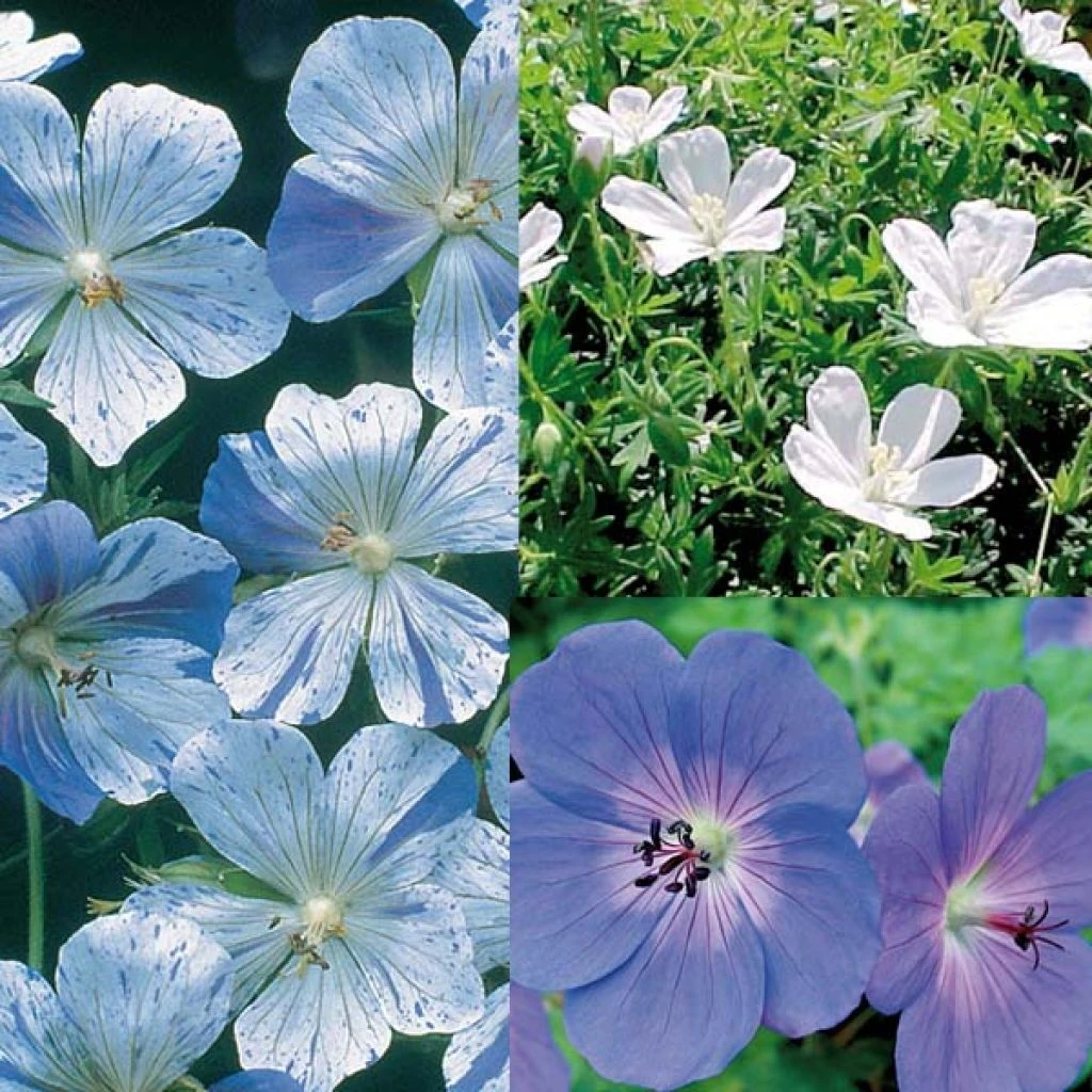 Collection Geraniums Vivaces Blanc Bleu 3 Collection Geraniums Vivaces Blanc Bleu