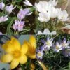 Collection Crocus Botaniques -Plantes De Jardin Boutique collection crocus botaniques 53554 1